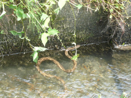 水路のヘビ